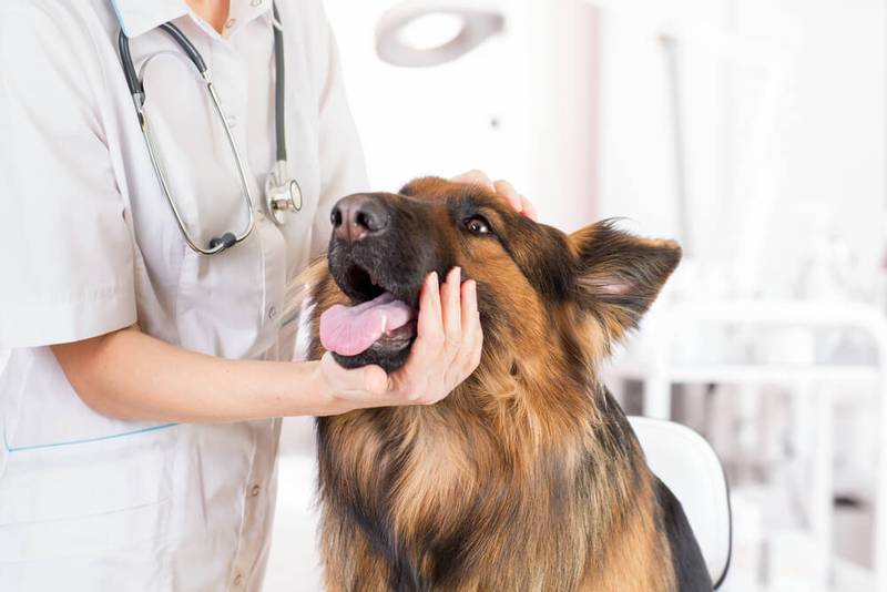 Как лечить микоплазмоз у собак