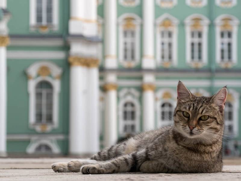 Фото котов эрмитажа в санкт петербурге