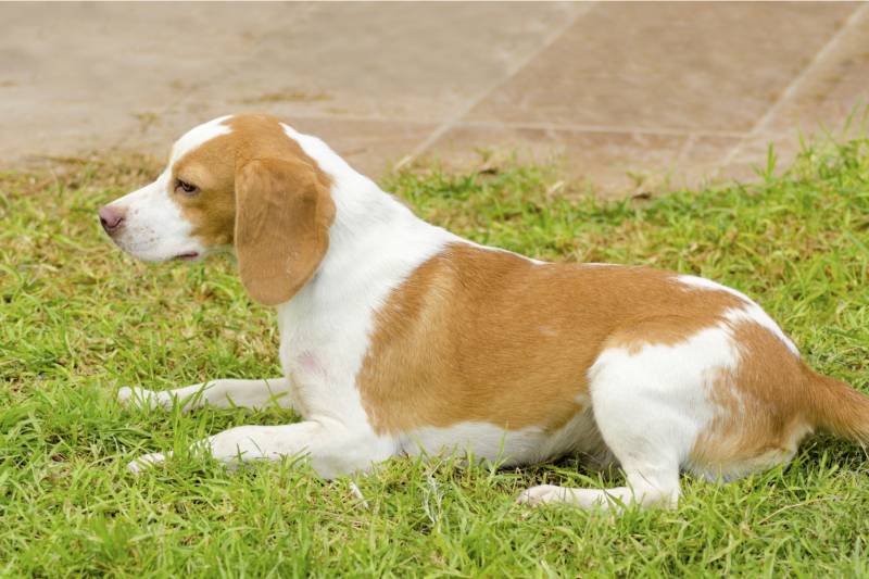 фото собаки породы истрийская гончая