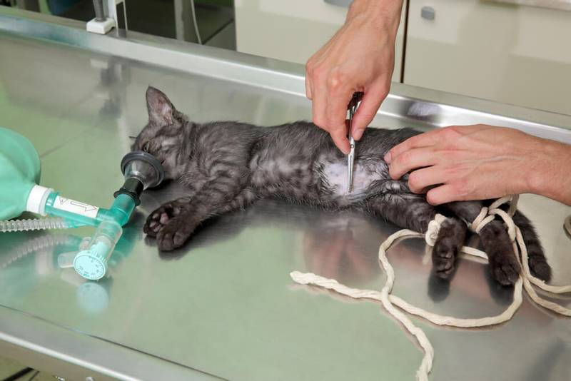 Асцит у кошек и котов: симптомы, лечение