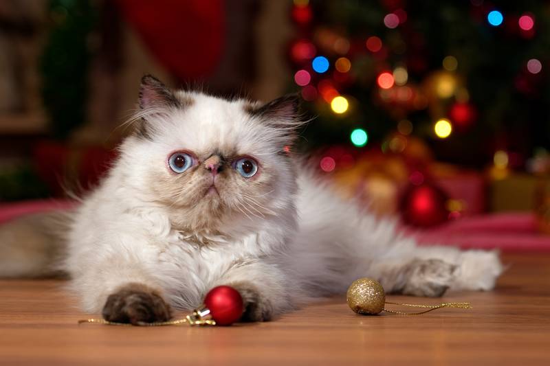 10 самых популярных пород кошек россии