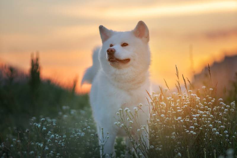 Акита-ину относится к одной из самых дорогих собак