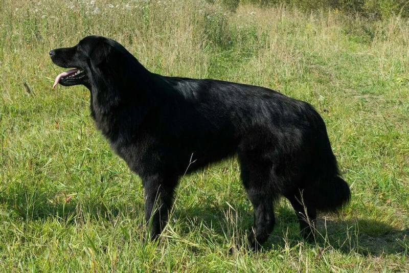 Черные собаки: большие, маленькие породы – список