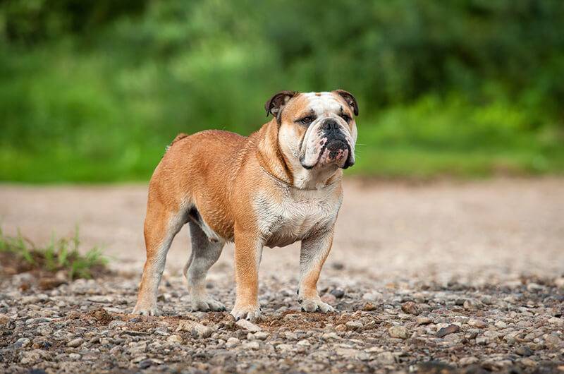 Anglijskij Buldog Foto Sobaki I Opisanie Porody