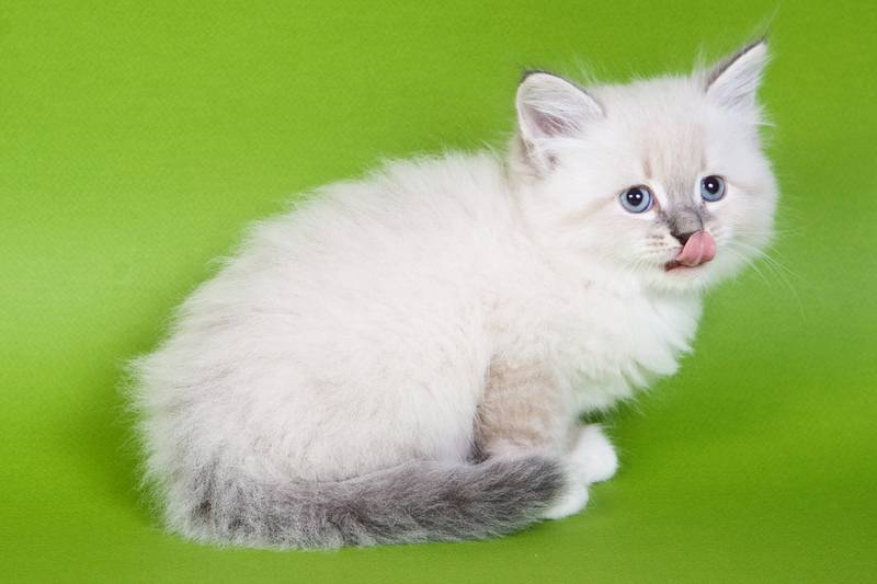 10 пород кошек популярных в россии