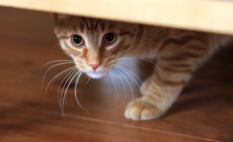 отучить кошку ходить по столу можно громкими звуками