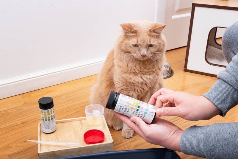 симптомы диабета у кошки