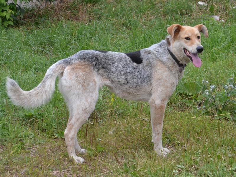 характеристики собаки породы чешская пестрая собака