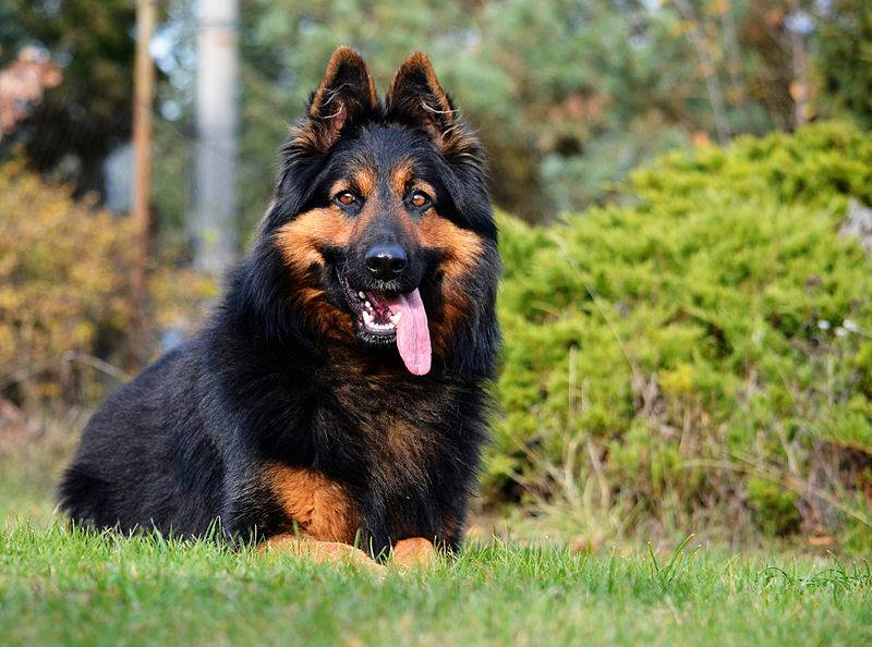 Чешская пастушья собака: характеристики породы, фото, характер, правила  ухода и содержания
