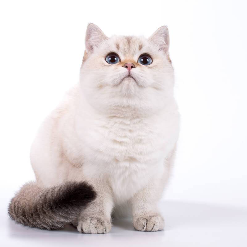 Британская Лиловая Кошка Фото