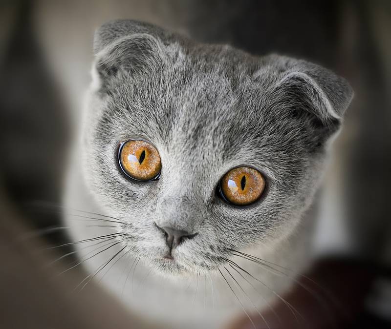 Самая популярная порода кошки в россии