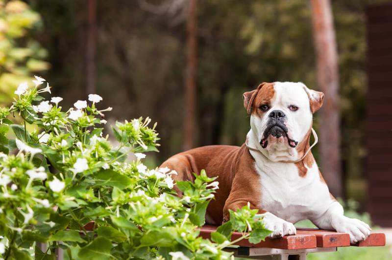 амбуль сидит на лавочке в парке
