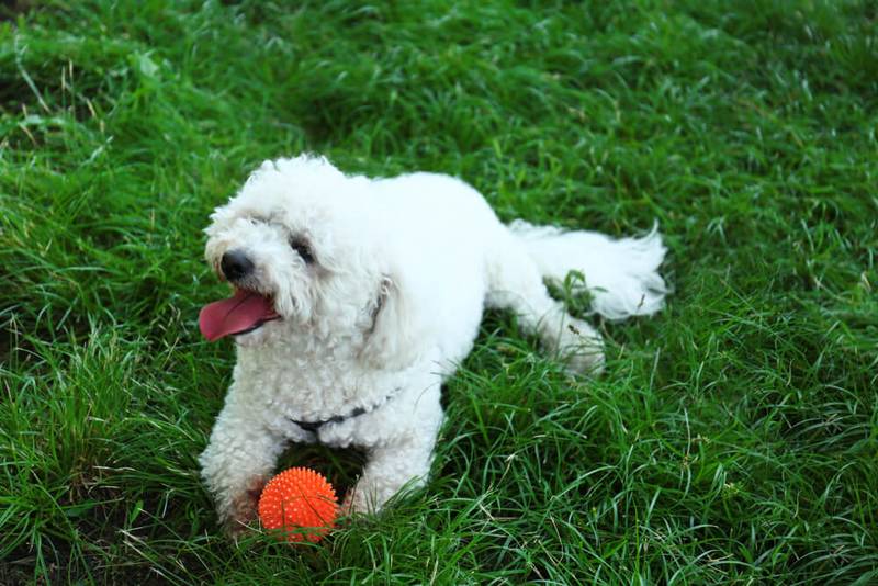 Бишон на прогулке