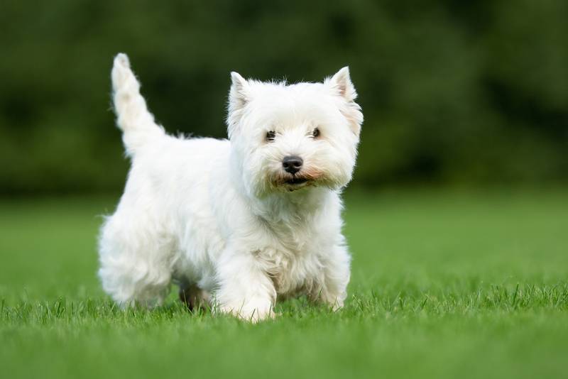 Белые собаки: пушистые, большие, маленькие – список пород