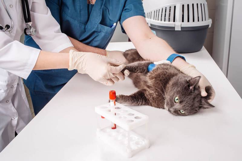 Биохимический и общий анализ крови у кошек: расшифровка, отклонения, нормы