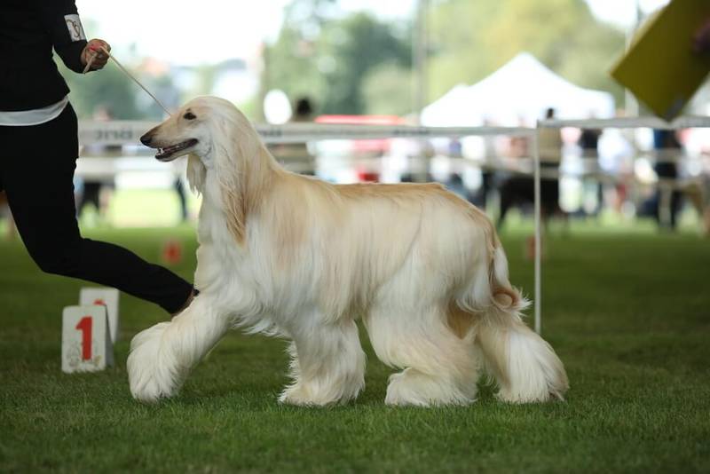 Афганская борзая