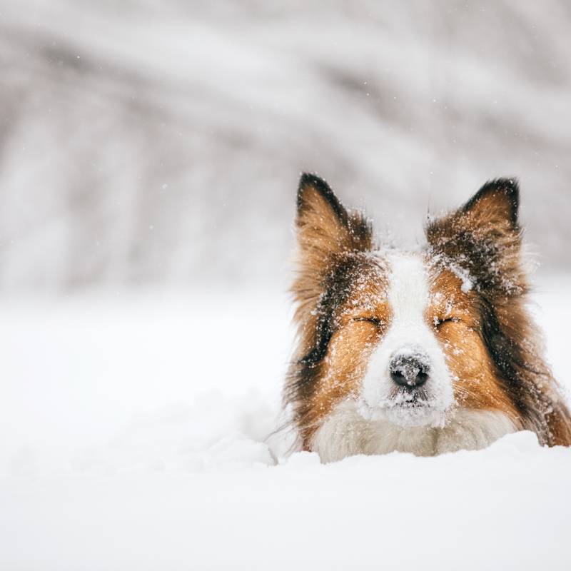 купается в снегу - Ретривер на улице, природе, в транспорте - qwkrtezzz.ru собаки - ретриверы