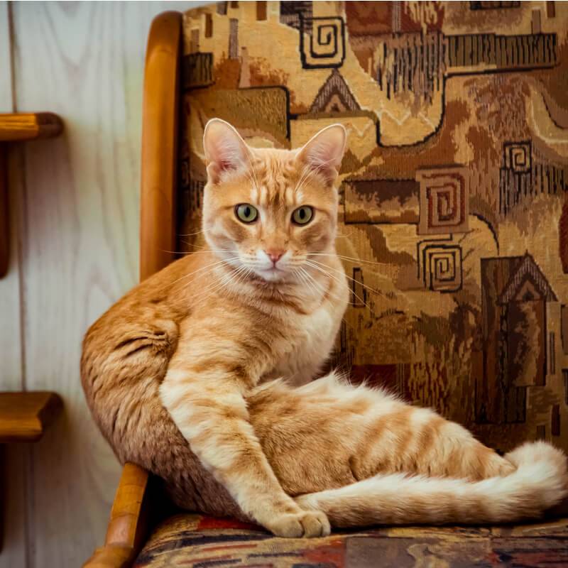 Все породы рыжих кошек с фотографиями и названиями