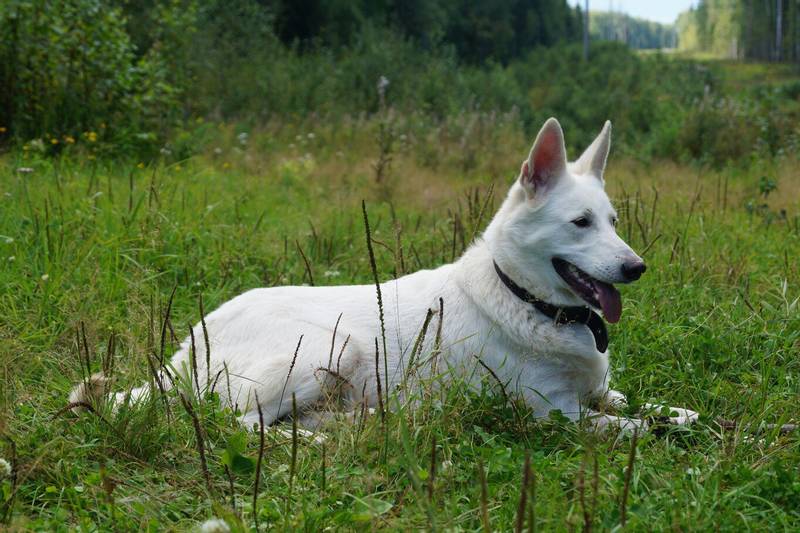 charakteristika plemene švédský bílý elkhound