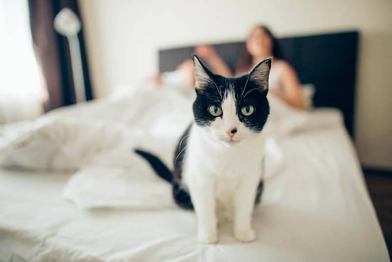 Почему кошка гадит на кровать: причины и как отучить кота писать в постель