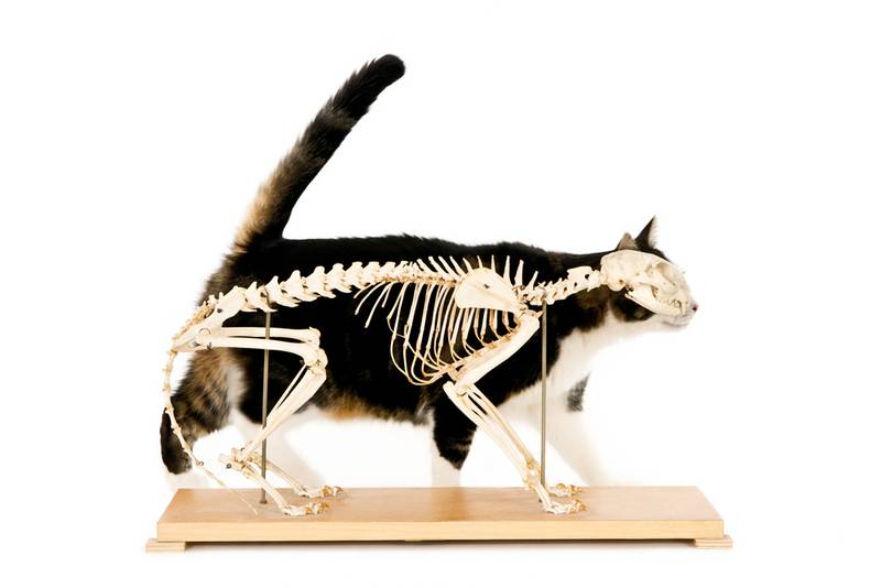 Анатомия кошки подробная схема внутренних органов - Petstory