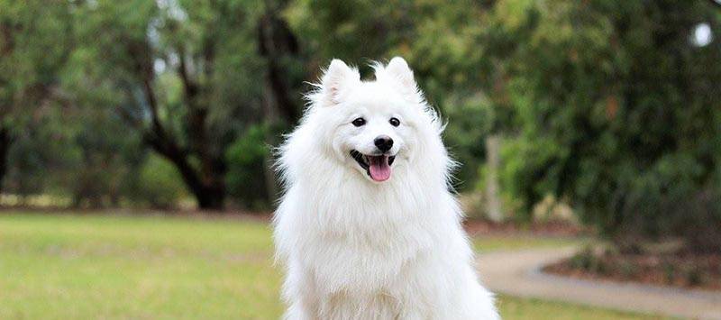 Белые собаки — 20 пород с названиями