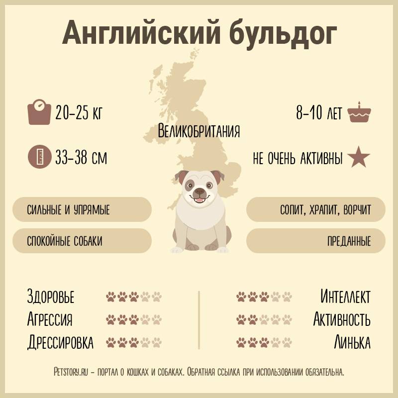 инфографика с английским бульдогом