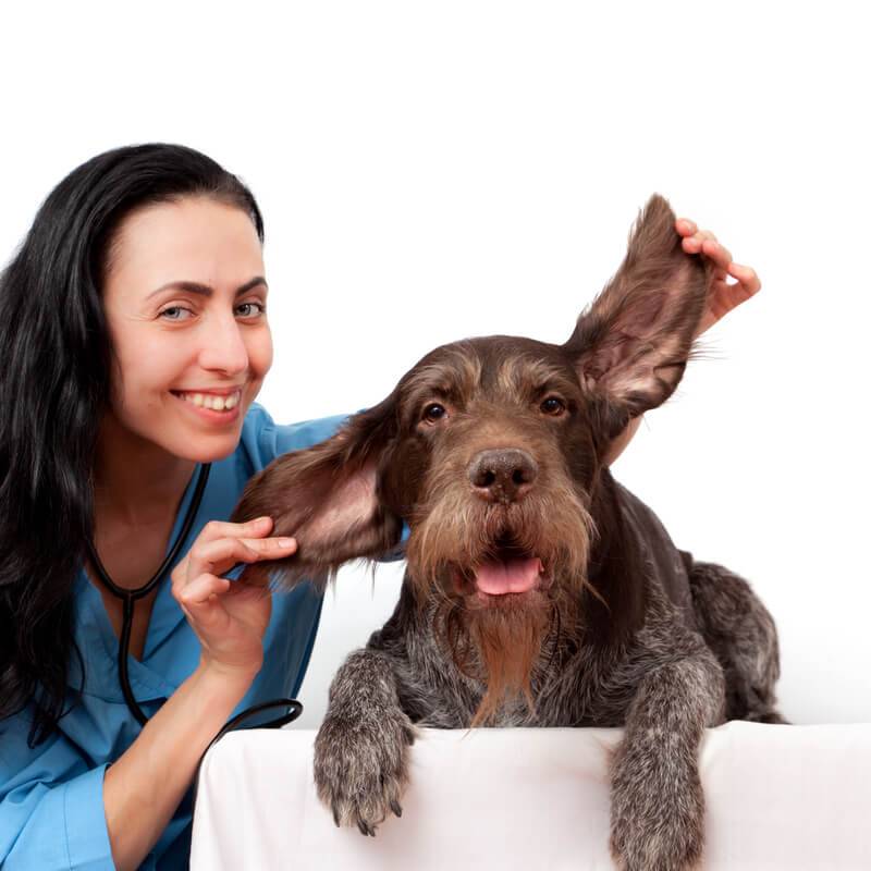 Лечение ушей у собак