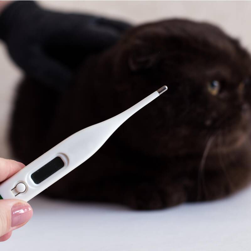 Лечение катарального эндометрита у кошек: симптомы, причины и методы восстановления