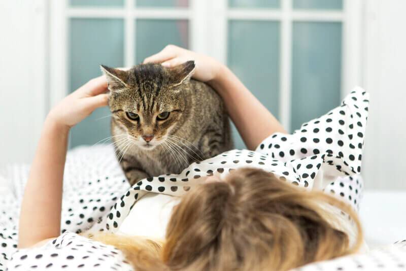 Почему кошка или кот спит на человеке, ложится на живот или рядом – 13  причин