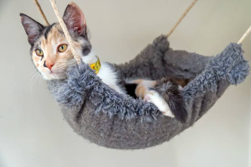 Лежак для кошек своими руками: учимся делать самое удобное место для питомца
