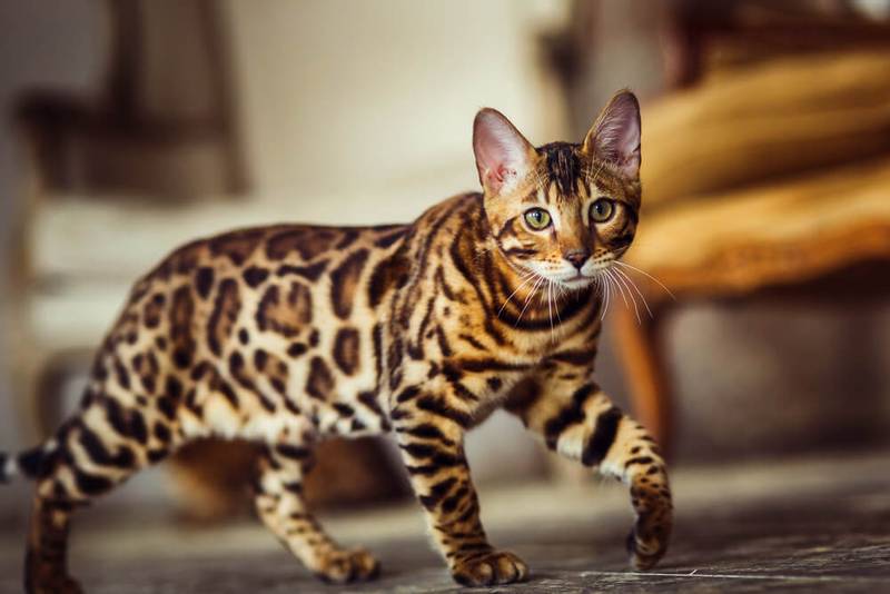 бенгальская кошка бенгальская кошка