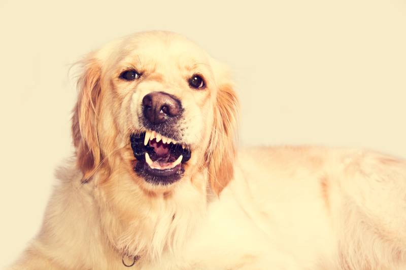 Если у собаки шатается молочный зуб