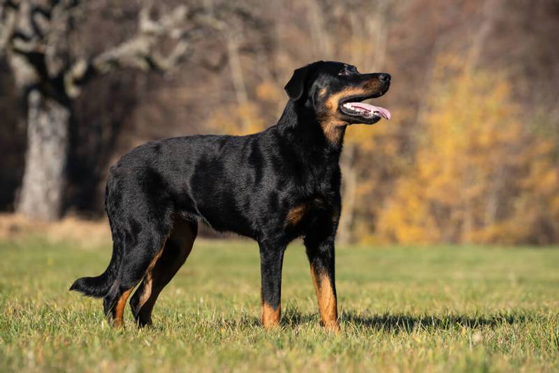 Порода огромная черная кучерявая собака