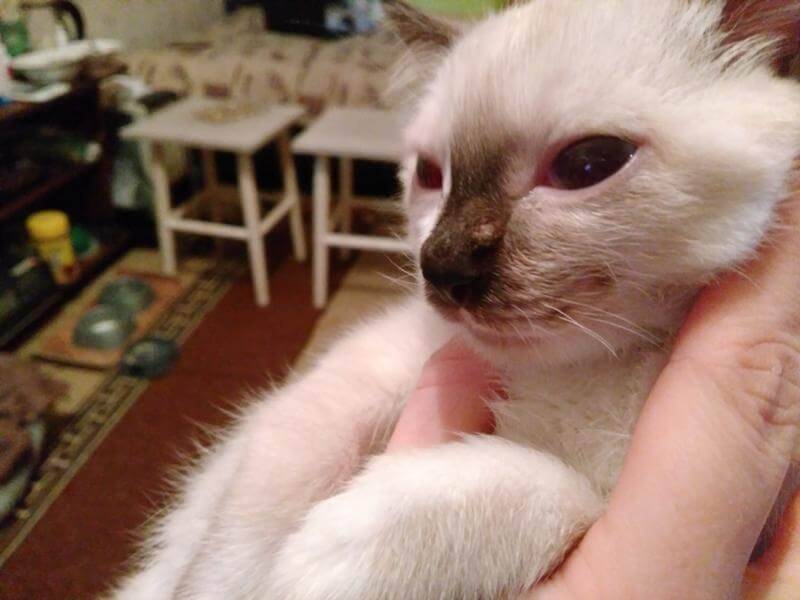 Папилломы у кошек — все о бородавках от ветеринара