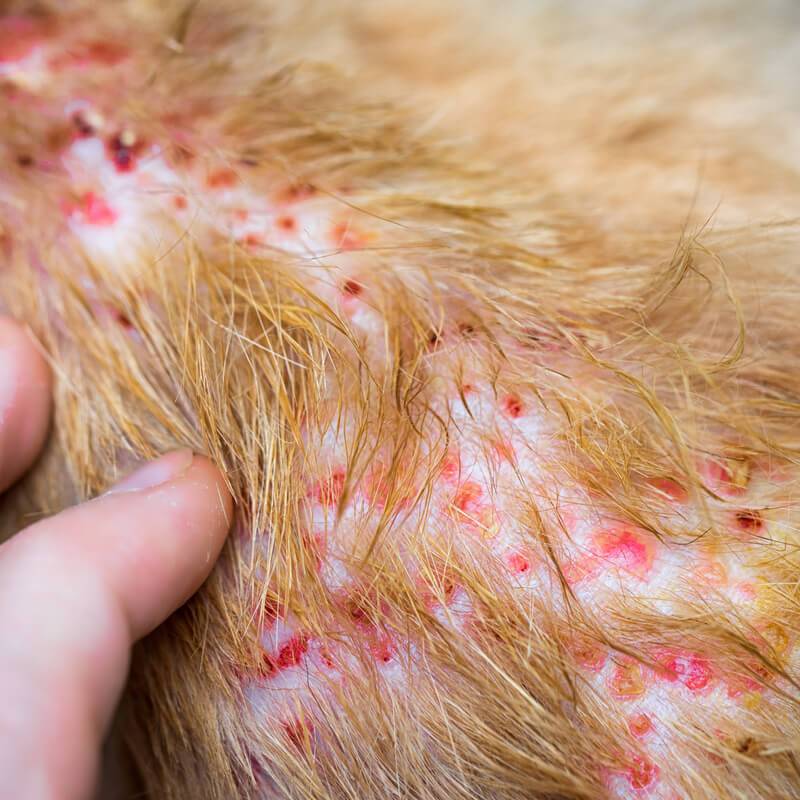 Заболевания кожи у собак с фотографиями