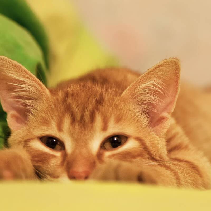 Оранжевая кошки и породы