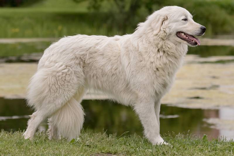 Порода собак большие белые с длинной шерстью
