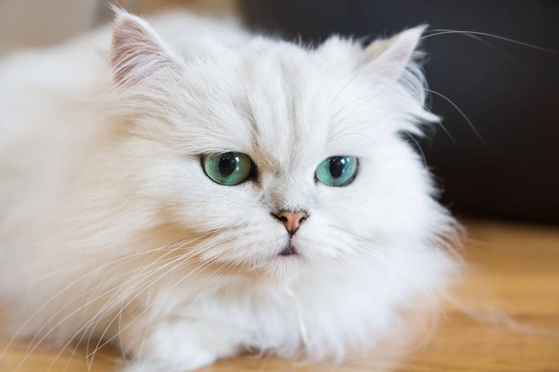 Самая распространенная порода кошки в россии