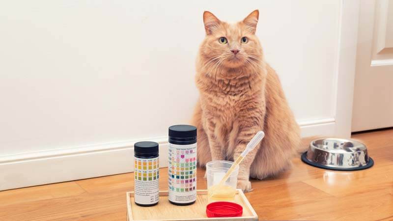 Кот писает кровью – причины и что делать в домашних условиях
