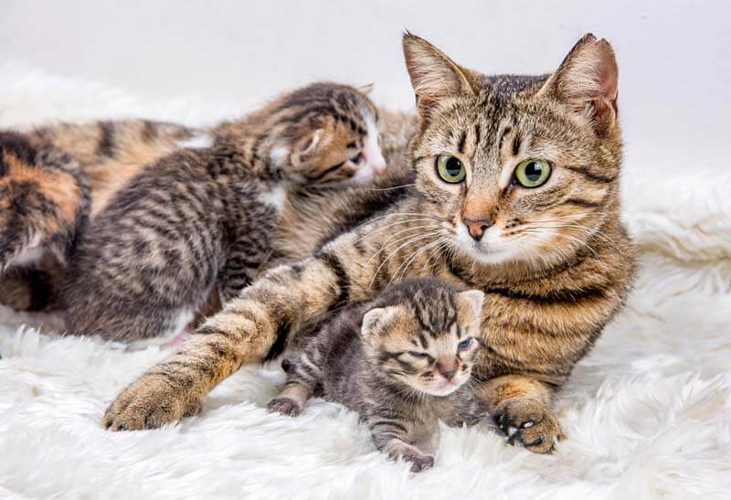 Причины раннего отлучения котят от матери