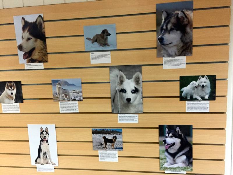 Dog museum