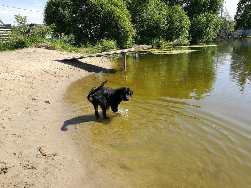 тувинская овчарока резвится в воде