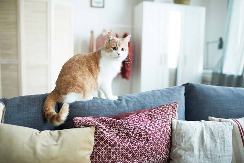 Кот или кошка гадит на кровать - что делать с запахом