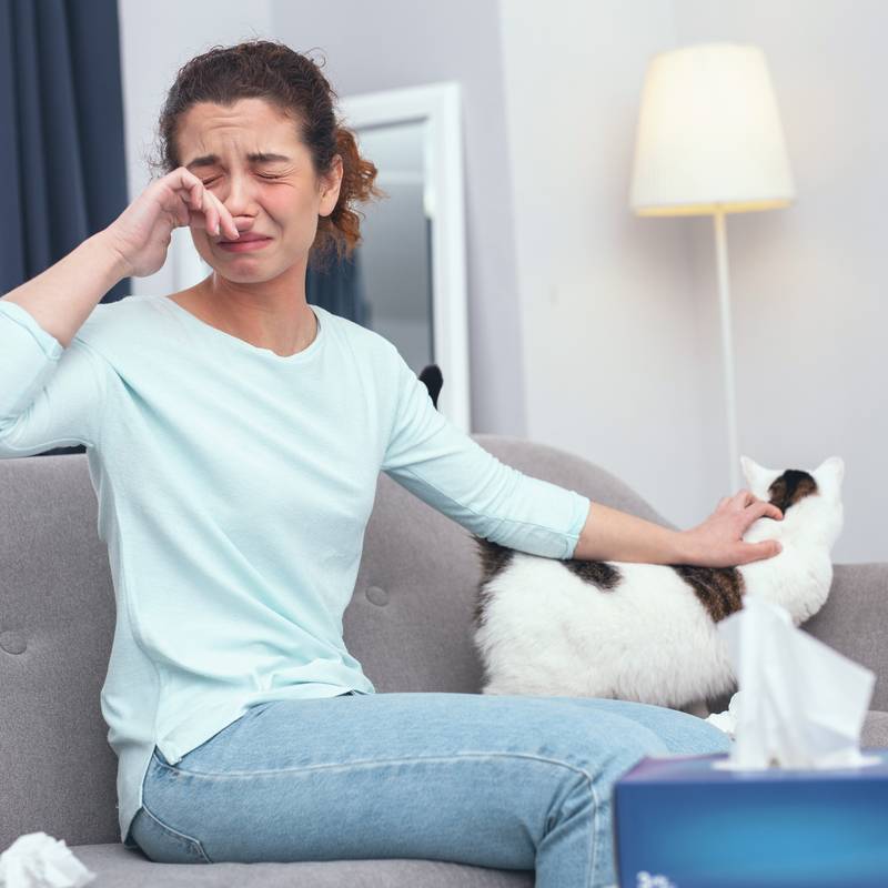 избегать аллергических симптовов поможет выбор кошек гипоаллергенной породы