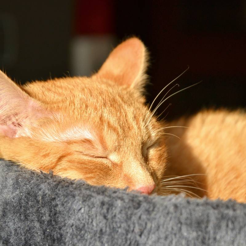 Порода кошек оранжевого цвета