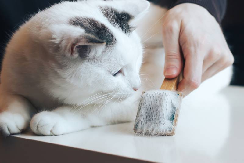Как избавиться от шерсти кошки в квартире или доме? - Petstory