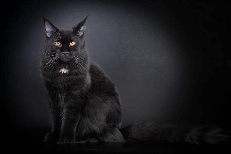Породы черных кошек: список с фото