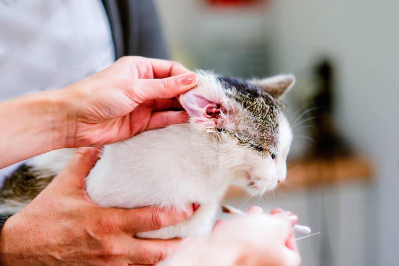 диагностика забоелваний ушей у кошки