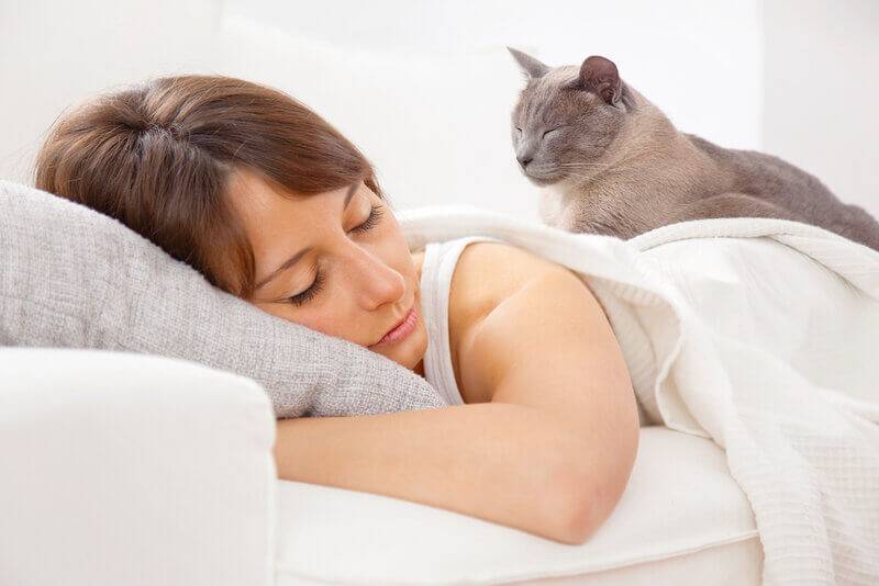 Почему кошка или кот спит на человеке, ложится на живот или рядом – 13  причин
